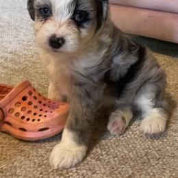 Aussiedoodle All Grown Up from Mini AussieDoodles on Meadow Lane