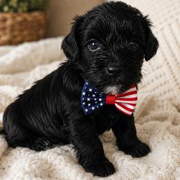 Schnoodle Puppies from Lewis Family Schnoodles