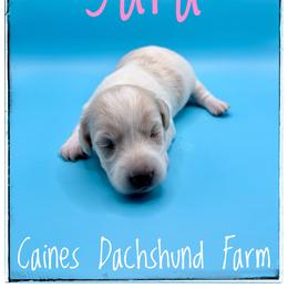 Yara - Cream female Dachshund puppy in Cincinnati, Ohio from Caines Dachshund Farm