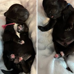 Shihpoo puppies from Winona’s Legacy