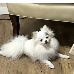 Cody - Pomeranian