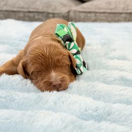 Lime - Caramel female Australian Labradoodle puppy in Calhoun, Louisiana from Arrowhead Australian Labradoodles