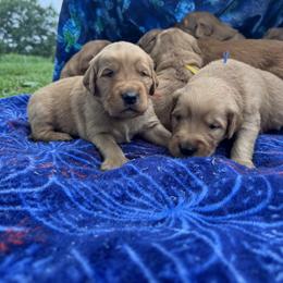 Golden Retriever Puppies from Pawmetto Goldens