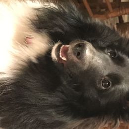 Shetland Sheepdog All Grown Up from Borthwick Shelties