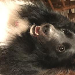 Shetland Sheepdog All Grown Up from Borthwick Shelties