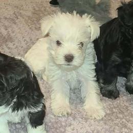 Elsa - Wheaten female Miniature Schnauzer puppy in Graham, Washington from Kristy's French Bulldogs & Mini Schnauzers