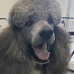 Telly - Poodle