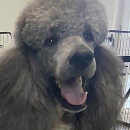 Telly - Poodle