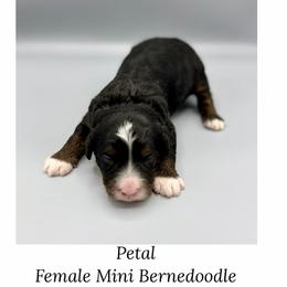Petal - Tri-color female Bernedoodle puppy in Royse City, Texas from Platinum Bernedoodles of Texas