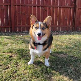 Pip - Pembroke Welsh Corgi