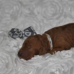 Poodle Puppies from Noblelee Kennel