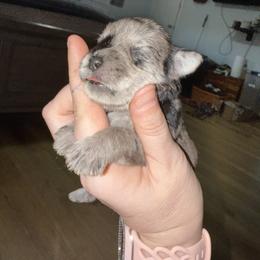 Teal Collar - Merle female Schnoodle puppy in Winchester, Tennessee from Mahaffey’s Doodles