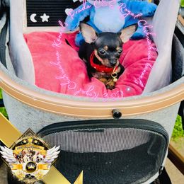 Chanel - Black and tan female Chihuahua puppy in Athens, Georgia from C&E Royal Chihuahua