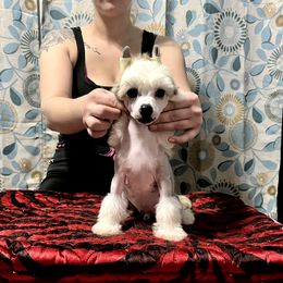Chinese Crested Puppies from Ciao Bella Chinese Cresteds