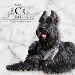 Ciyah - Giant Schnauzer