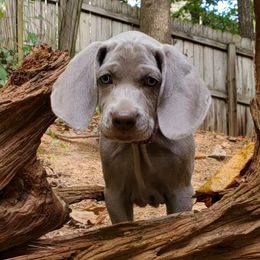 Weimaraner Puppies from Gray Matter Kennels