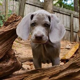 Weimaraner Puppies from Gray Matter Kennels
