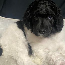 Girl 4 - Poodle puppy in Lehigh Valley, Pennsylvania from Starry Night Multicolored Poodles