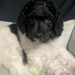 Girl 4 - Poodle puppy in Lehigh Valley, Pennsylvania from Starry Night Multicolored Poodles