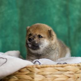 Shiba Inu Puppies from Shinin Shibas