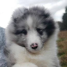 Collie and Shetland Sheepdog Puppies from Zandria Collies and Shetland Sheepdogs