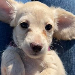 Dachshunds from Diamond B Doxies