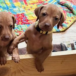Skye - Golden rust female Vizsla puppy in Plymouth, Minnesota from Carlson Vizslas