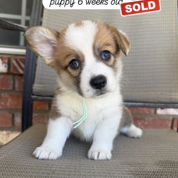 Turquoise collar - Sable female Pembroke Welsh Corgi puppy in Norco, California from JOY Farms