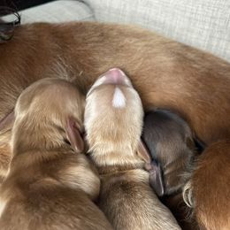 Dachshund Puppies from Woodland Doxies
