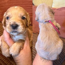 Red collar - Golden male English Cocker Spaniel puppy in Millen, Georgia from Pine Hill Kennels