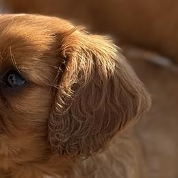 Cavalier King Charles Spaniels from Good Hope Cavaliers