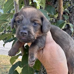 Beau - Blue and tan male Dachshund puppy in Bentonville, Arkansas from Boujee Buns Dachshunds