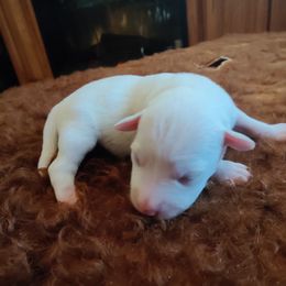 Boy 1 - White Miniature Schnauzer puppy in Blackville, South Carolina from KS Kennels