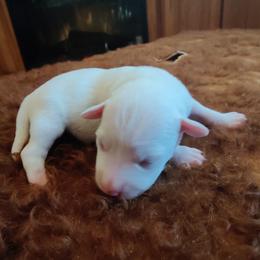 Boy 1 - White Miniature Schnauzer puppy in Blackville, South Carolina from KS Kennels