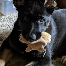 German Shepherd Puppies from Sundance Shepherds