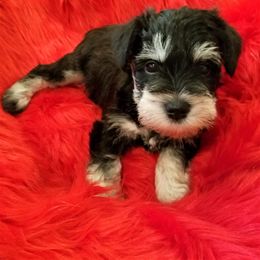 Miniature Schnauzer Puppies from Mini Schnauzers 4U