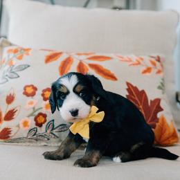 Cinnamon - Tri-color male Bernedoodle puppy in Murray, Utah from Sun Valley Doodles