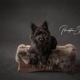 Cairn Terriers from The Cairns of Killdeer