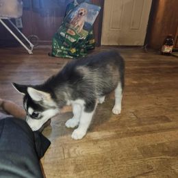 Siberian Husky Puppies from Jackson's Siberians