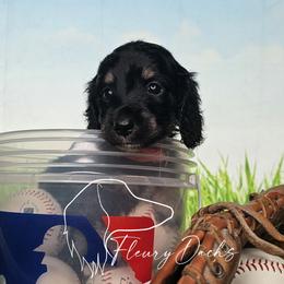 OG1-2 (Orange collar) - Black and cream male Dachshund puppy in Martin City, Montana from FleuryDachs