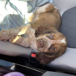 English Springer Spaniel Puppies from Sweet Southern Spaniels