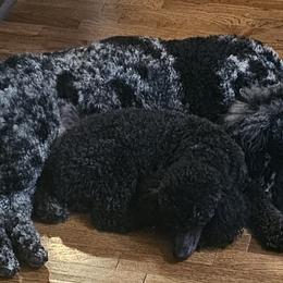 Assorted Doodle Crosses, Poodles, and Schnoodles from Gaga's Doodles