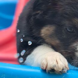 Boy 4 - Miniature American Shepherd puppy from Starry-Eyed Mini Aussies with Tails