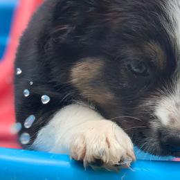 Boy 4 - Miniature American Shepherd puppy from Starry-Eyed Mini Aussies with Tails