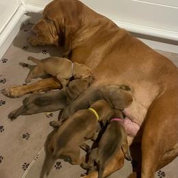 Red Male - Red male Bloodhound puppy in Pelahatchie, Mississippi from Rays Of Sunshine Bloodhounds