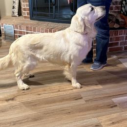 Sloan - Light golden female Golden Retriever puppy in College Station, Texas from Golden Care Golden Retrievers