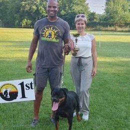 Rottweiler Puppies from Bronx Von Bridges Rottweilers