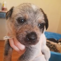Australian Cattle Dog Puppies from LoveAHeeler