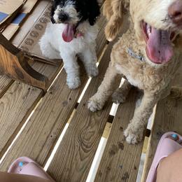 Sheepadoodle Puppies from Roughneck Doodles
