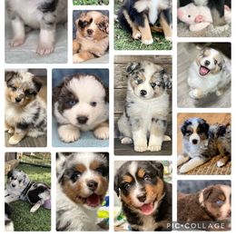 Miniature Australian Shepherd Puppies from Little Woods